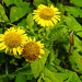 20230810 3788CPw [D~MS] Großes Flohkraut (Pulicaria dysenterica), Rieselfelder Münster