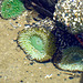 Giant Green Anemone