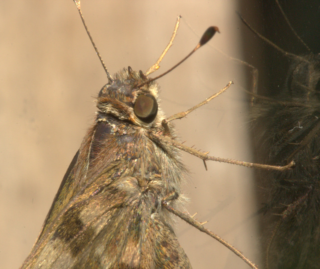 IMG 7753mothcloseup