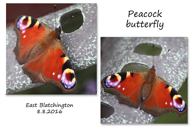 Peacock butterfly -  East Blatchington - 8.8.2016