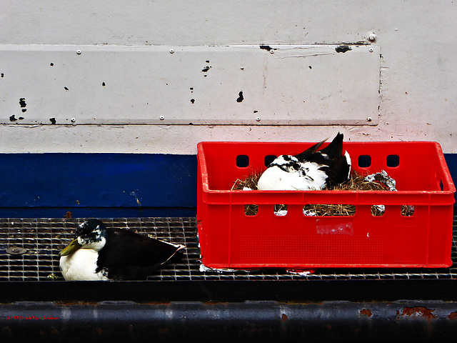 Boat-Passengers ... or ... Schwarz-Weiße Außenborder