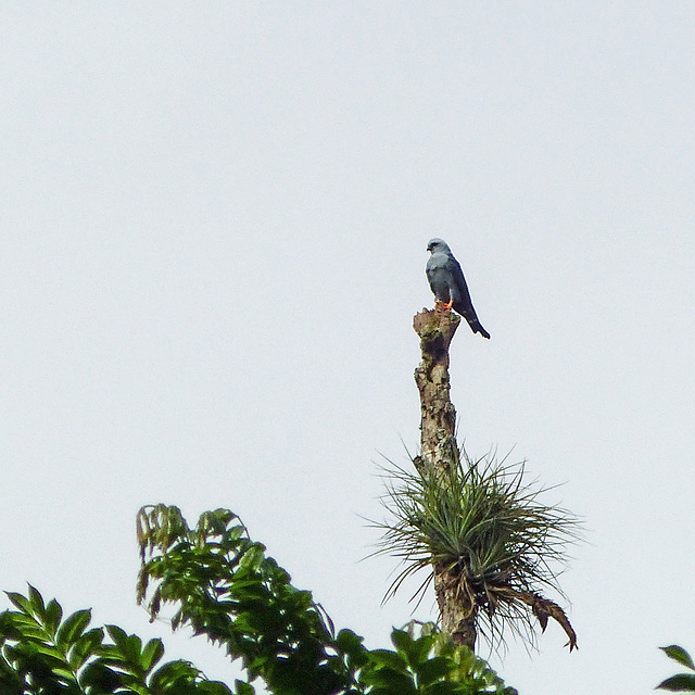Plumbeous Kite, Trinidad