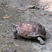 Day 6, Texas Tortoise / Gopherus berlandieri