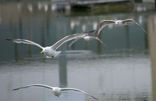 Gulls in fllight 3