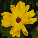 20200520 7545CPw [D~LIP] Ringelblume (Calendula officinalis), Insekt, Bad Salzuflen