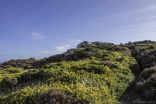 Richtung Howth Head Peak (© Buelipix)