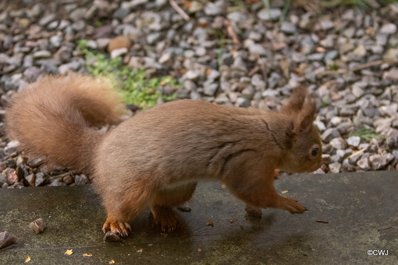 Red SQuirrel