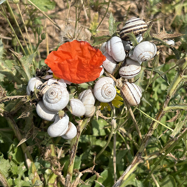 A flower and snails.