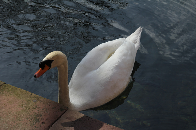 Schwan im Schlossteich