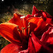 Amaryllis (PiP)