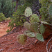 Brins Mesa Trail and Prickly Pear Cactus