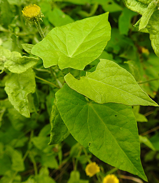 20230810 3789CPw [D~MS] Großes Flohkraut (Pulicaria dysenterica), Rieselfelder Münster