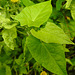 20230810 3789CPw [D~MS] Großes Flohkraut (Pulicaria dysenterica), Rieselfelder Münster