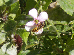 oaw[I] - hoverfly [Explored]