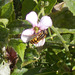 oaw[I] - hoverfly [Explored]