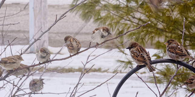 A Day Spent Doing Laundry and Watching Sparrows....