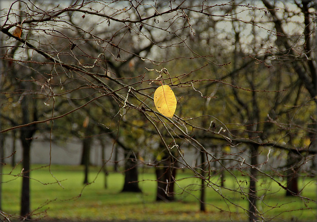 Blatt eines Kirschbaums