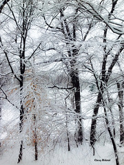Winter wonderland in New York