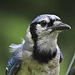 Blue Jay