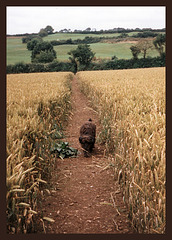 path through the wheat