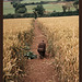 path through the wheat