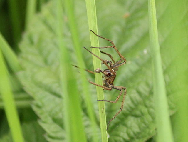 Nursery Web Spider Male