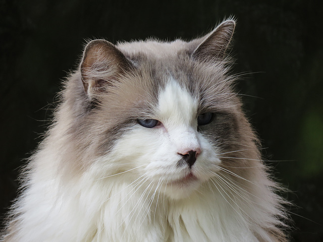 Cat at Keith's acreage