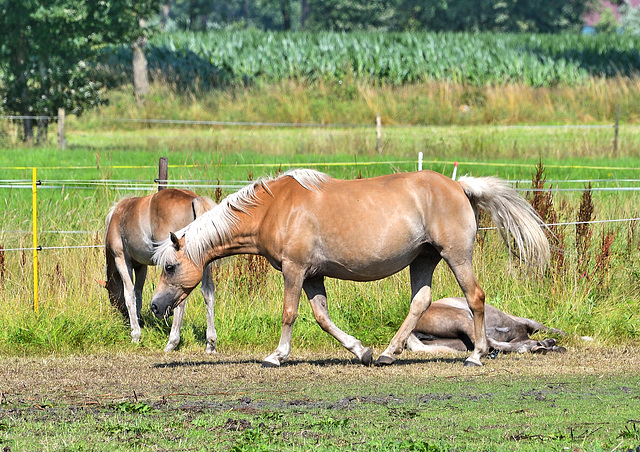 Dreierbande