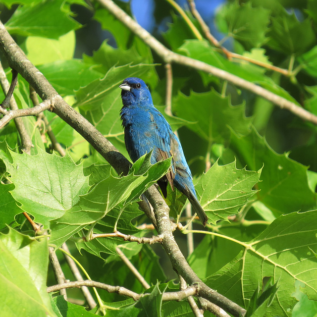 Indigo bunting in sycamore tree