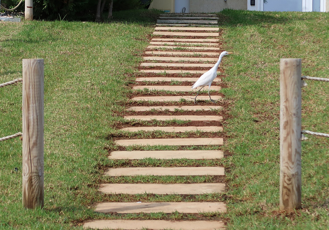 Egret