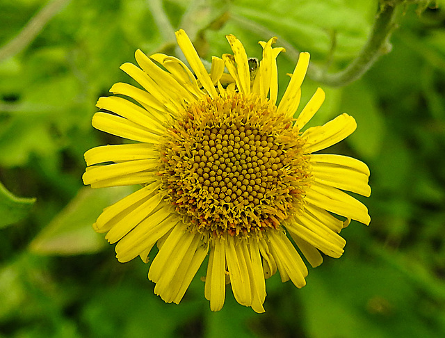 20230810 3790CPw [D~MS] Großes Flohkraut (Pulicaria dysenterica), Rieselfelder Münster