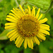 20230810 3790CPw [D~MS] Großes Flohkraut (Pulicaria dysenterica), Rieselfelder Münster