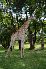 Zambia, Large Giraffe in the Park of the Royal Livingstone Hotel