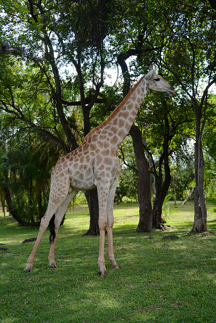 Zambia, Large Giraffe in the Park of the Royal Livingstone Hotel