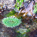 Giant Green Anemone