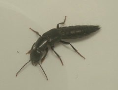 5T2A8134 Beetle-1