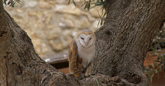Schleiereule (Tyto alba)