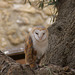 Schleiereule (Tyto alba)