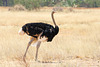 Walking tall