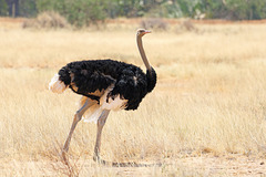 Walking tall