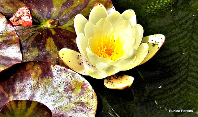 Water lily