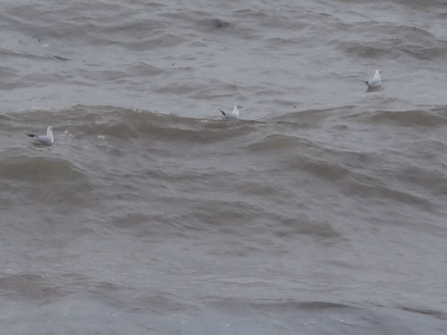 It was even too windy for some seabirds to fly so they floated on the waves