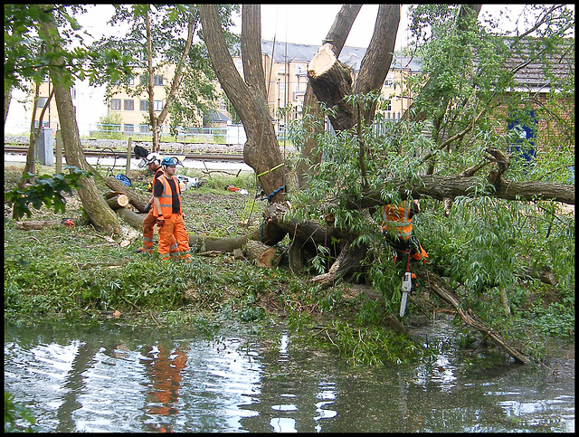 Network Rail tree surgeons