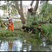 Network Rail tree surgeons