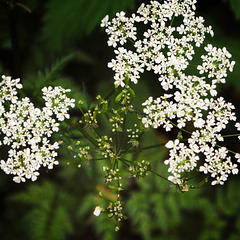 Wild carrot