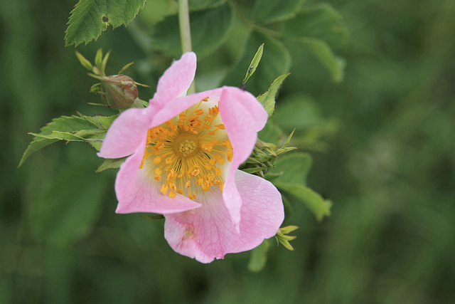 Intime églantine