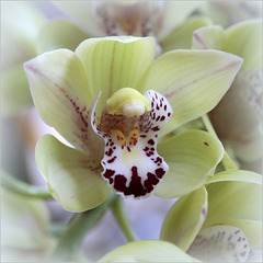 Cymbidium la fleur