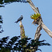 Plumbeous Kite, Trinidad