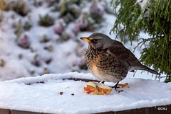 Fieldfare