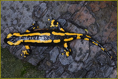 Salamander auf dem Weg unter die schützende Rinde